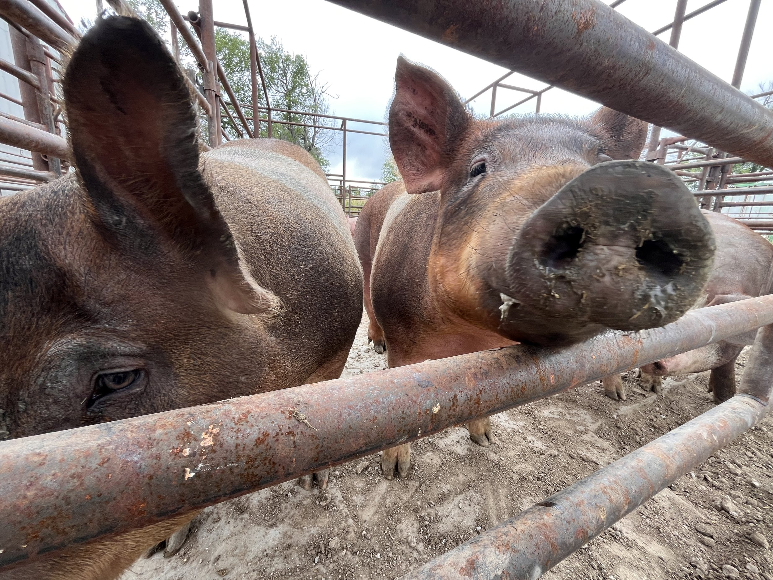 pigs+at+fence Close-up of two pigs in a pen, with one pig prominently featured in the foreground, sniffing through metal bars. The background shows a rustic farm setting with sparse vegetation and cloudy skies. Ideal for agricultural content related to livestock farming or animal husbandry.