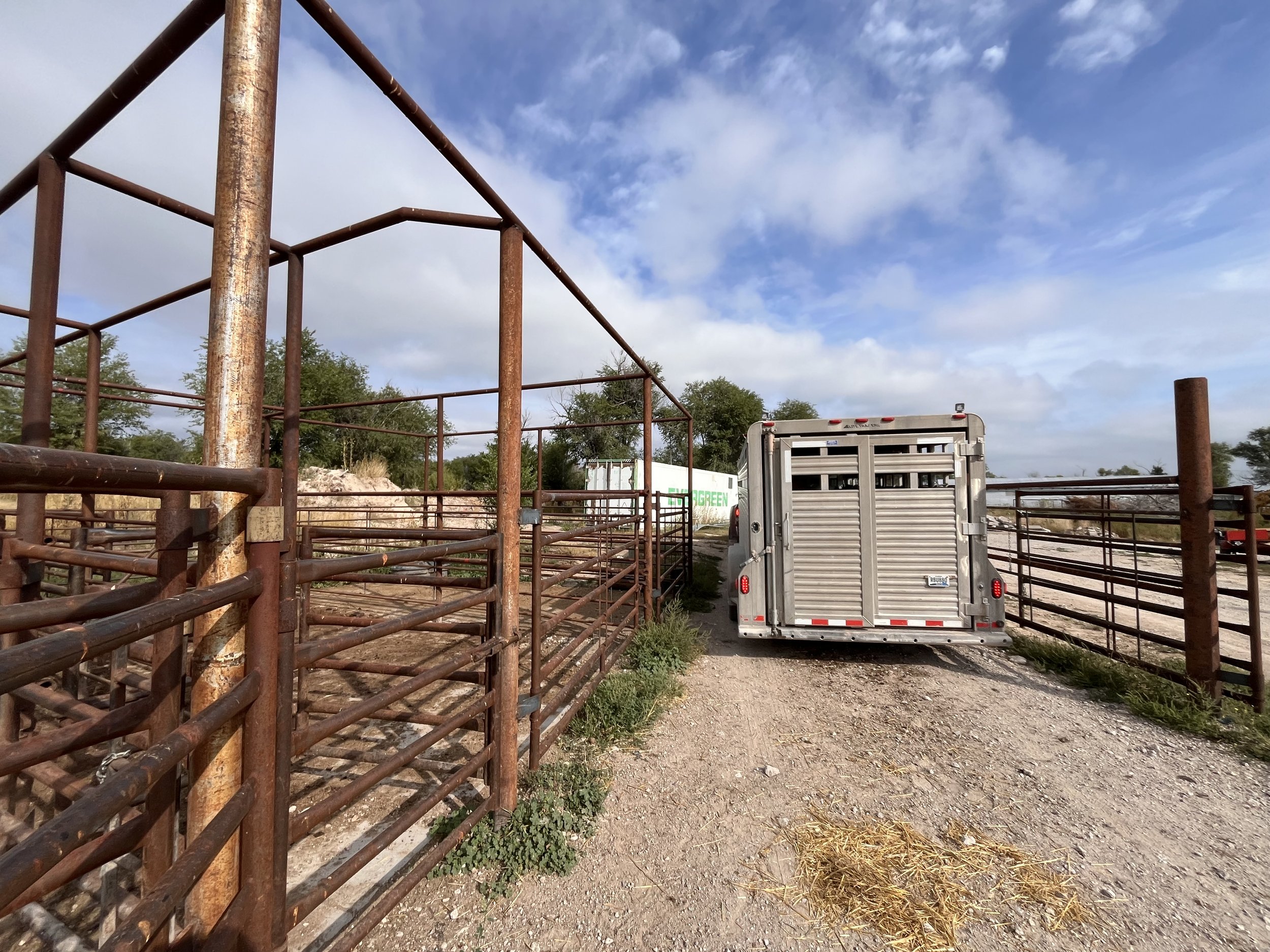 trailer+at+kill+pen (1) Horse trailer parked near livestock pens at a ranch, with metal fencing and a cloudy sky in the background, highlighting rural farming activities.
