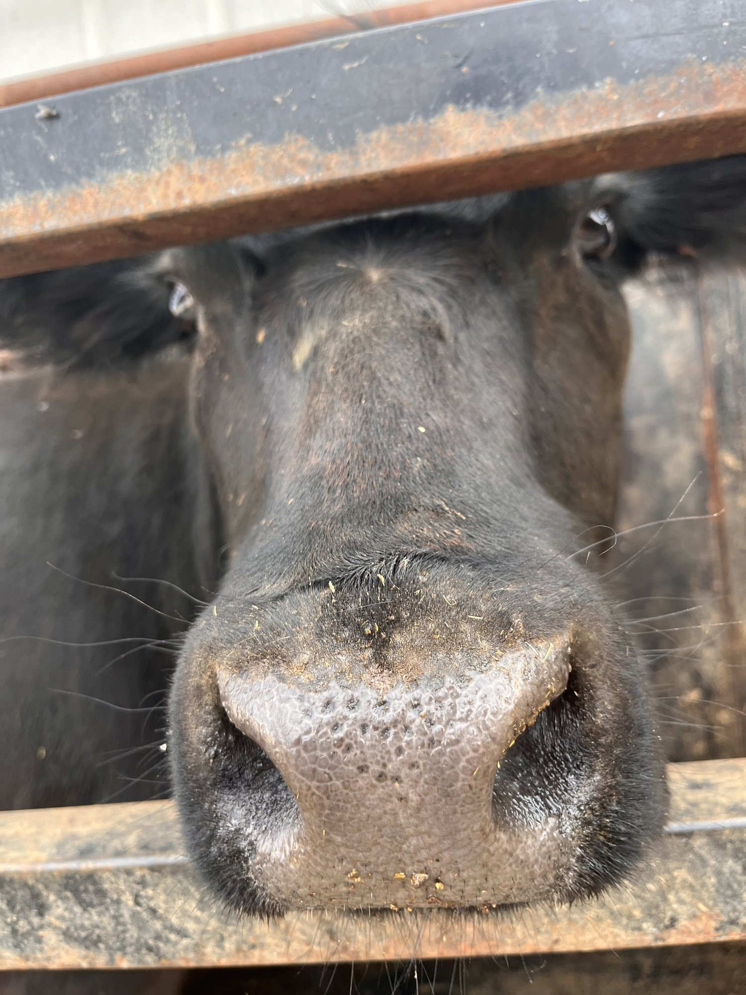 upclose+cow (1) Close-up of a black cow's face, focusing on its nose and eyes, framed by a metal gate, showcasing the animal's texture and features in a farm setting.